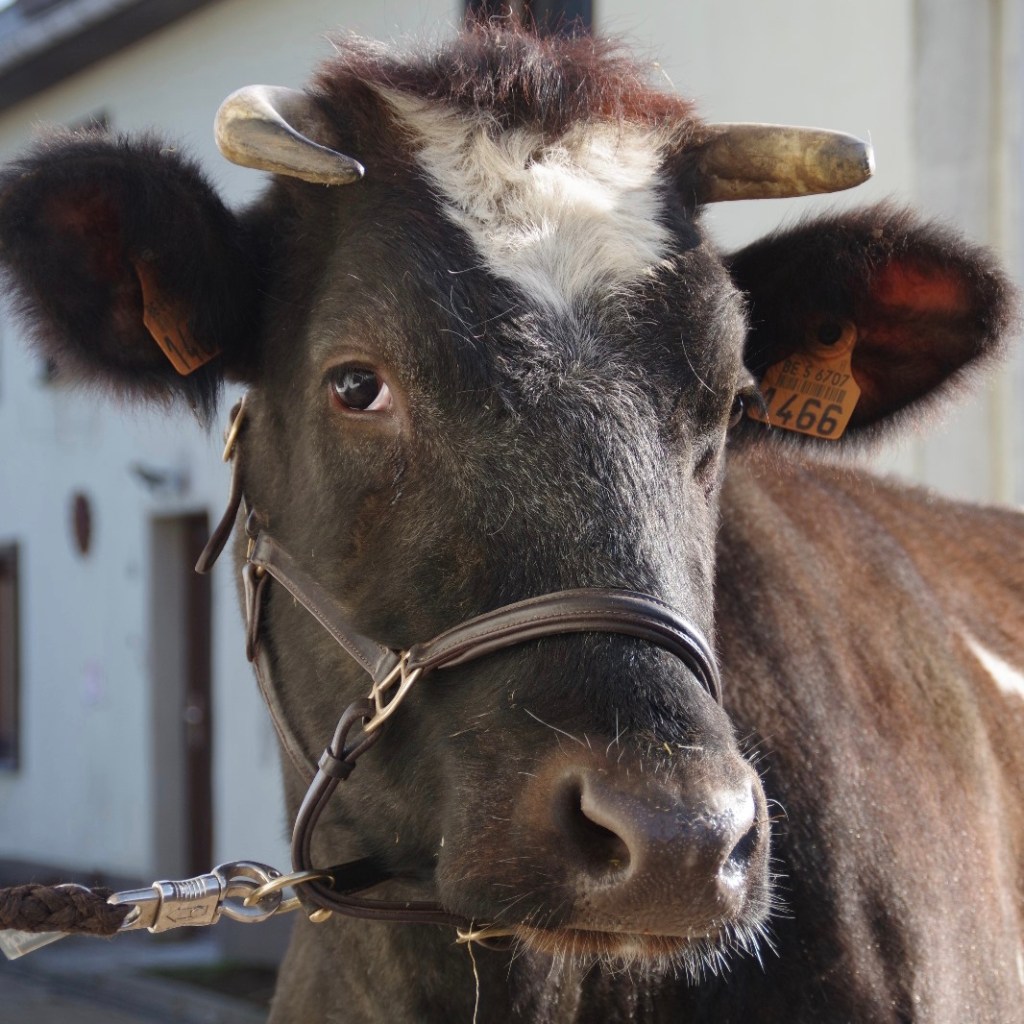 Ausflug auf die Winterweide…