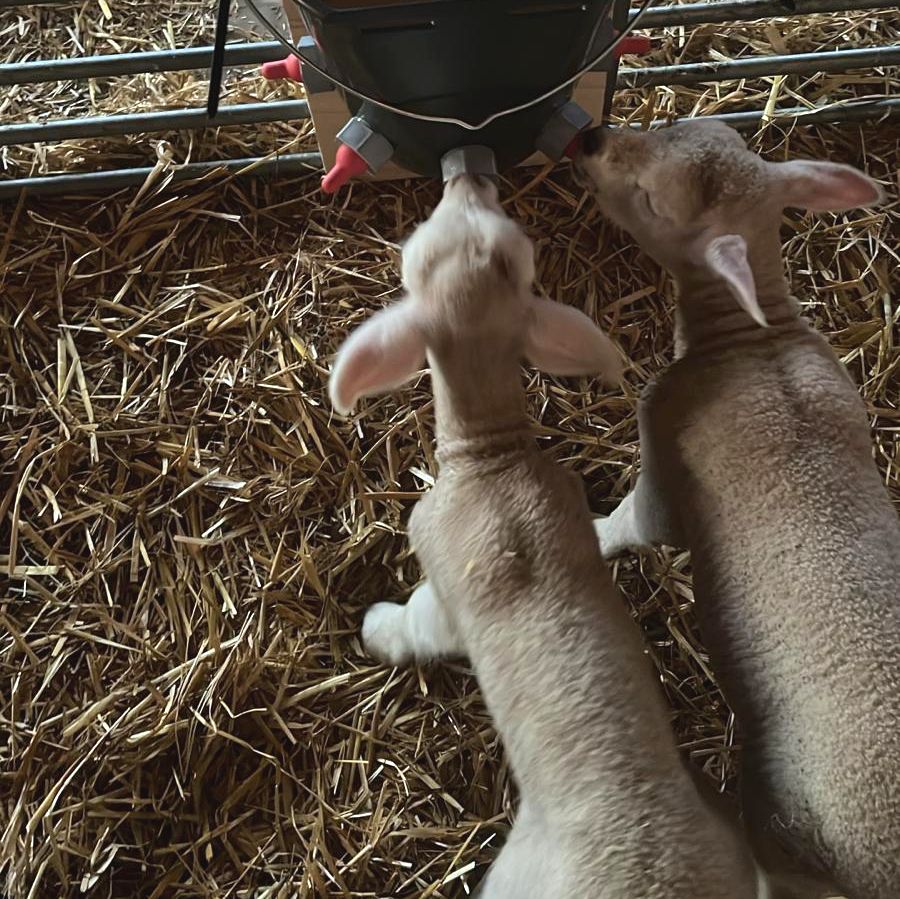 Nachwuchs bei den pädagogischen&nbsp;Schafen