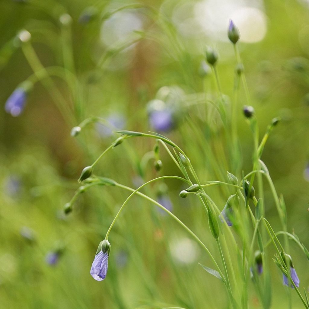 Vom Saatkorn zum fertigen&nbsp;Leinentextil