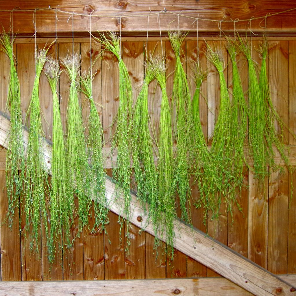 Leinernte  2025 bei KUBUS&nbsp;CARRÉ